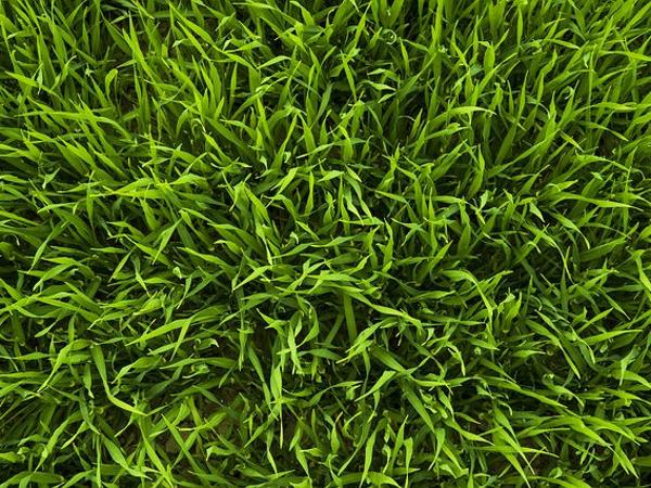 Gras von oben