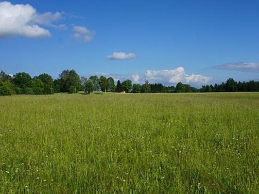 Wiese mit Gras