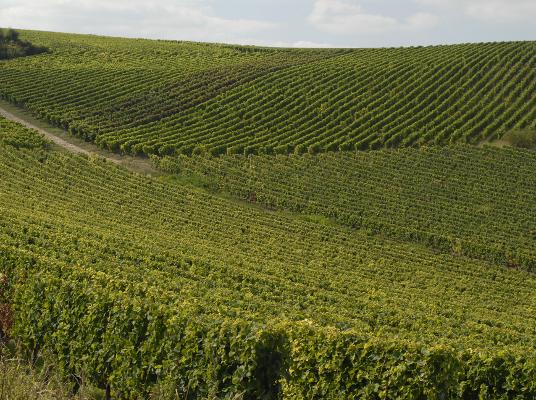 Weinberge Hang Weinberge Hang