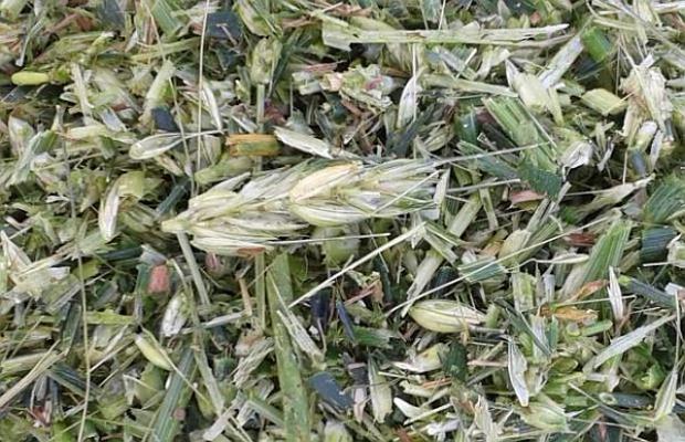 Ganzpflanzensilage Triticale Ganzpflanzensilage Triticale