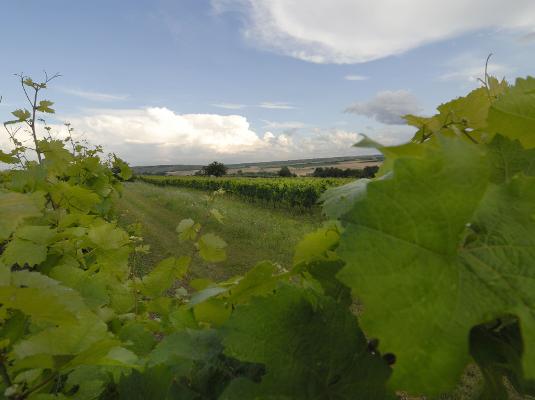 Weinblätter Landschaft Weinblätter Landschaft