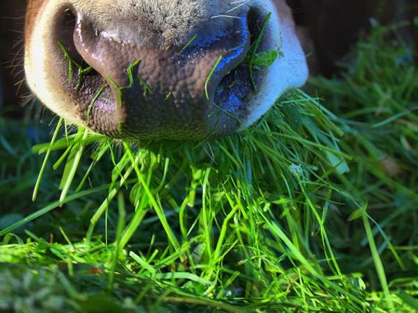 Kuh Flotzmaul Gras fressen