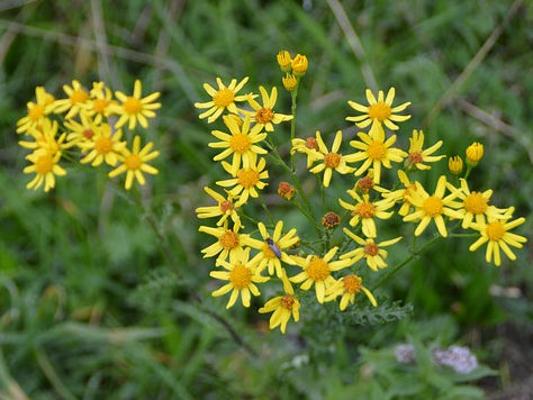 Jakobskreuzkraut Blüte
