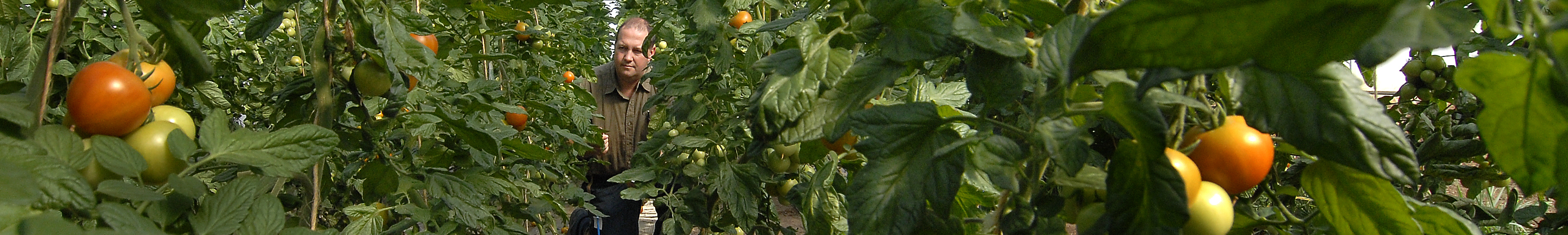 Tomaten im Gewächshaus © Faeuerbach