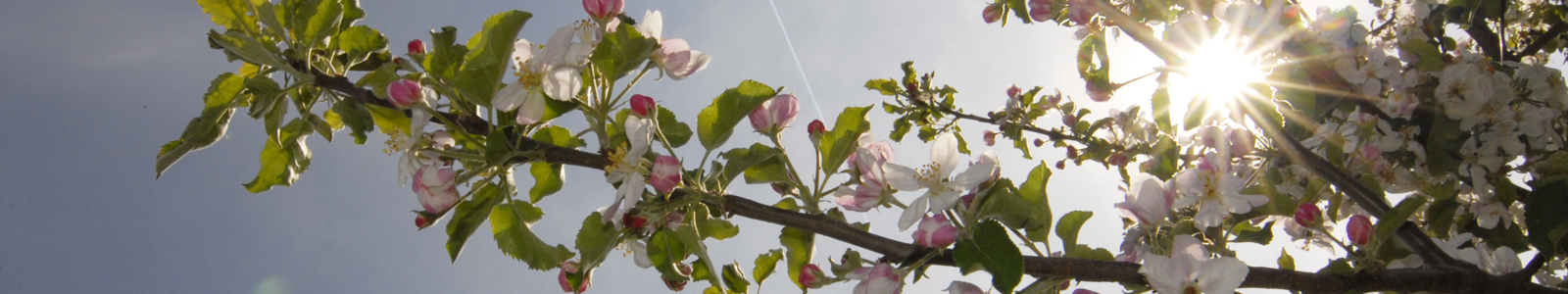 Ast mit Apfelblüten © Dienstleistungszentren Ländlicher Raum